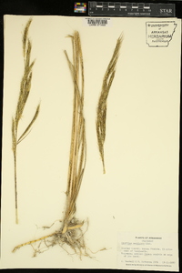 Spartina pectinata image