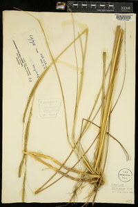 Spartina pectinata image