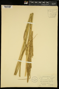 Spartina pectinata image