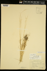 Sphenopholis filiformis image