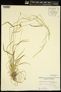 Sphenopholis nitida image