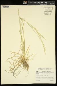 Sphenopholis nitida image