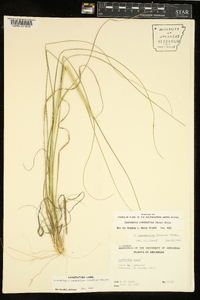 Sporobolus clandestinus image