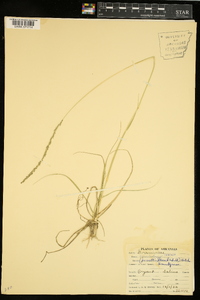 Sporobolus indicus image