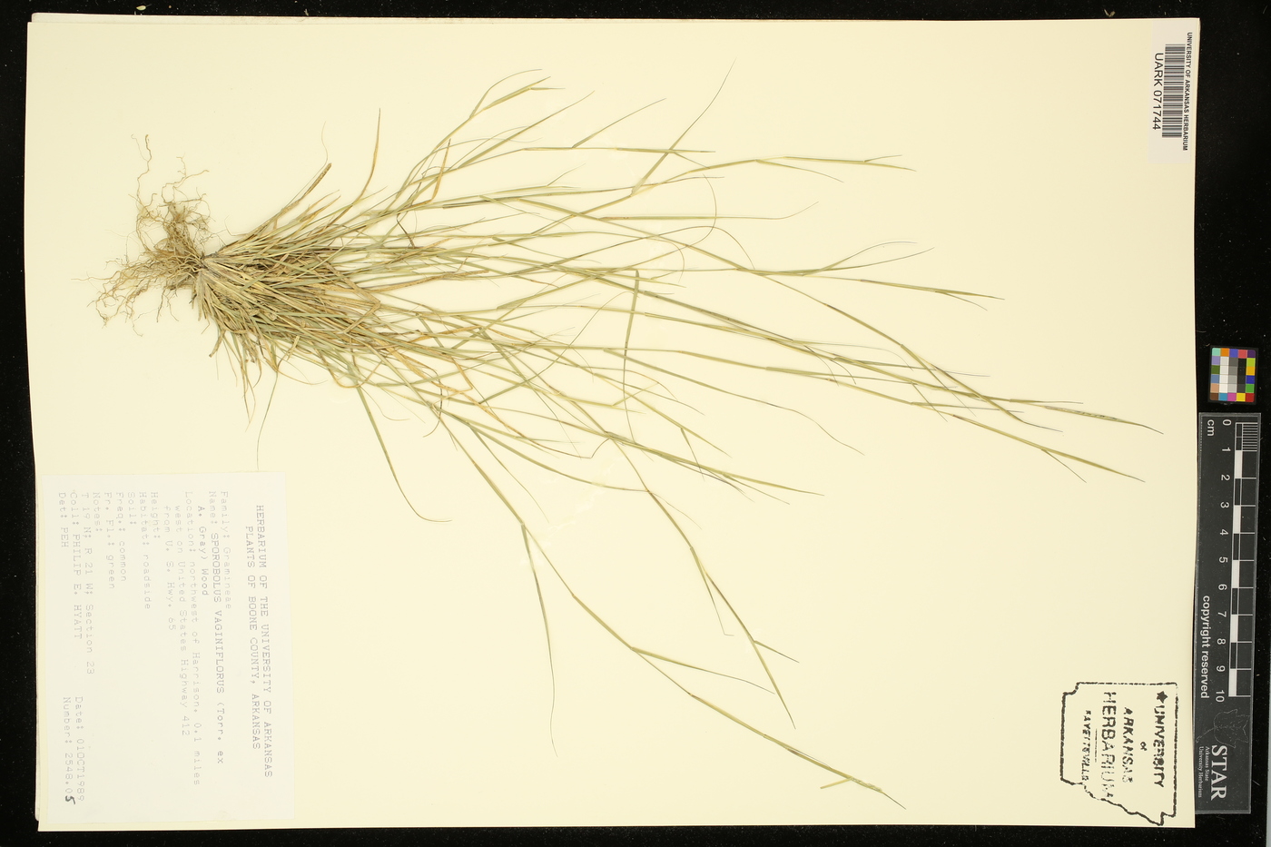 Sporobolus vaginaeflorus image