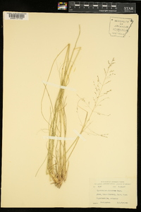 Sporobolus giganteus image