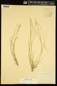 Sporobolus vaginiflorus image