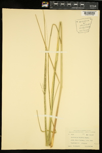 Sporobolus wrightii image