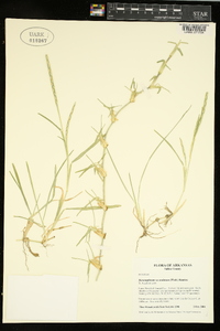 Stenotaphrum secundatum image