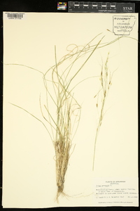 Stipa avenacea image