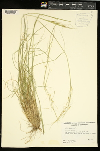 Stipa avenacea image