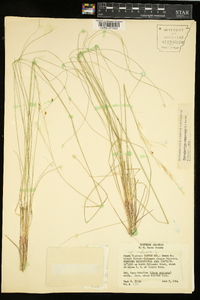 Piptochaetium avenaceum image