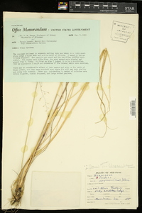 Tridens flavus var. chapmanii image