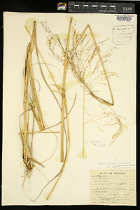 Tridens flavus var. chapmanii image