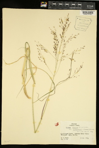 Tridens flavus var. chapmanii image