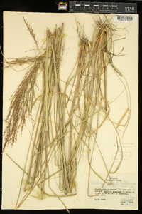 Tridens flavus var. chapmanii image