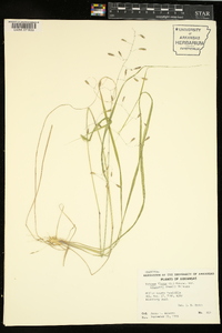 Tridens flavus var. chapmanii image