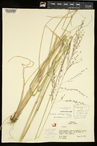 Tridens flavus var. chapmanii image