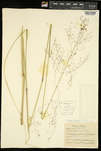 Tridens flavus var. chapmanii image