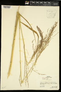 Tridens flavus var. flavus image