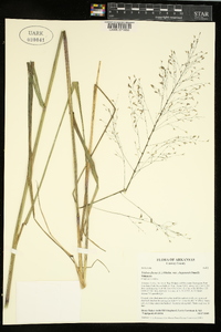 Tridens flavus var. chapmanii image