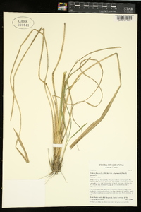 Tridens flavus var. chapmanii image