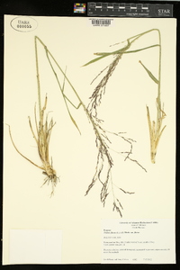 Tridens flavus var. flavus image