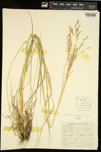 Tridens flavus var. flavus image