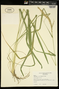 Tridens flavus var. flavus image