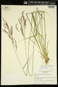 Tridens flavus var. flavus image