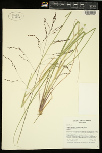 Tridens flavus var. flavus image