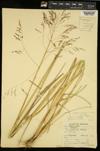 Tridens flavus var. flavus image