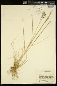 Tridens flavus var. flavus image