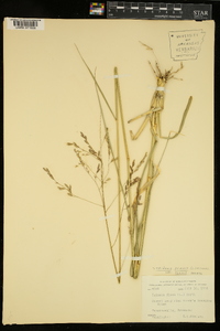 Tridens flavus var. flavus image