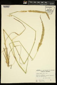 Tridens muticus var. elongatus image