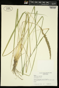 Tridens strictus image