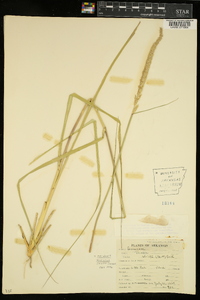 Tridens muticus var. elongatus image