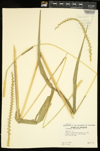 Tripsacum dactyloides image