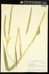 Tripsacum dactyloides image