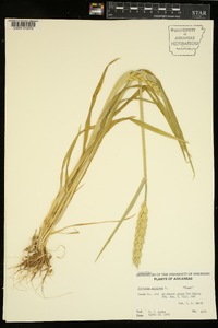 Triticum aestivum image