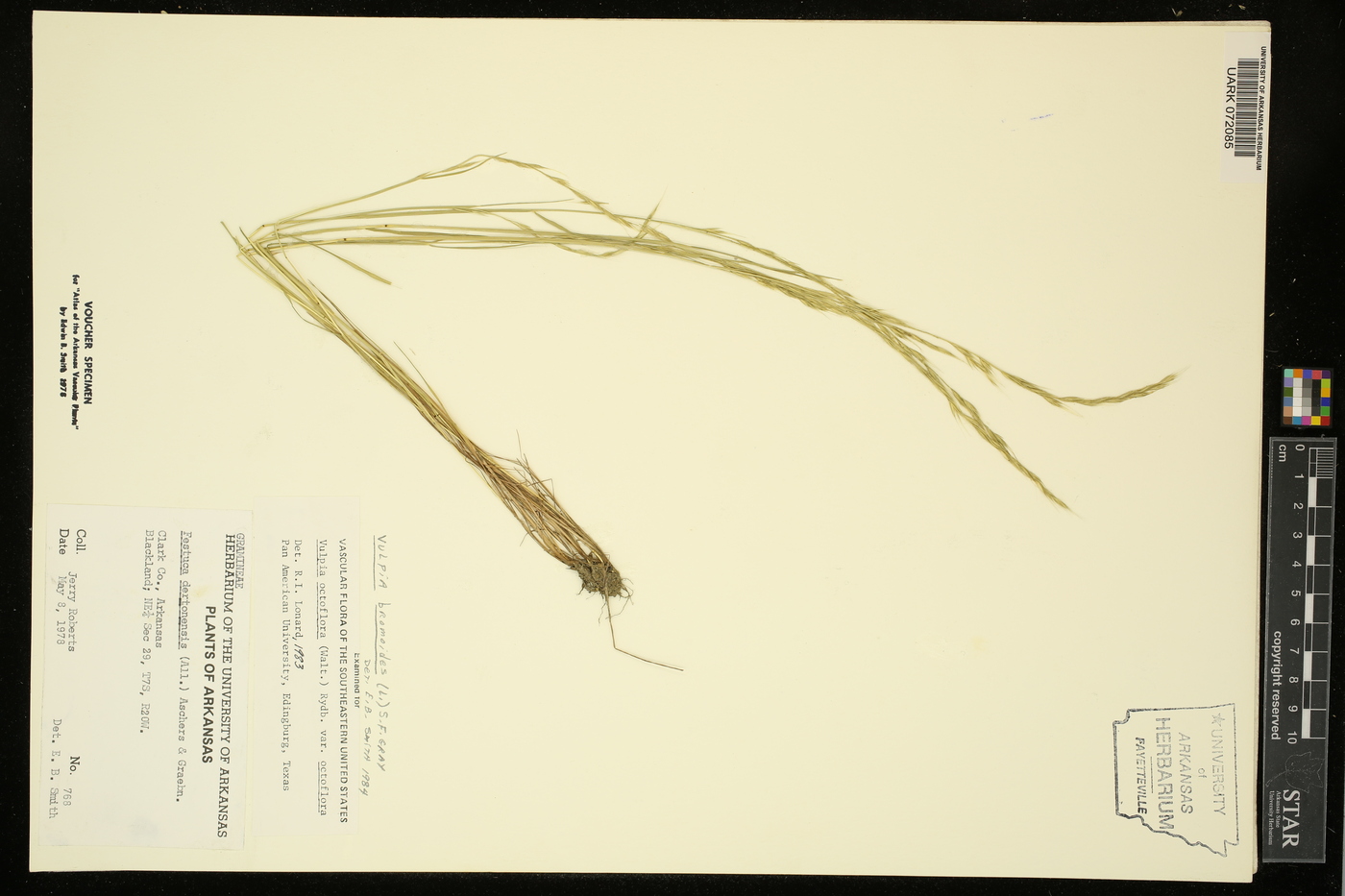 Vulpia bromoides image