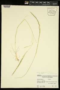 Vulpia myuros var. myuros image