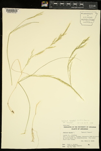 Vulpia myuros var. myuros image
