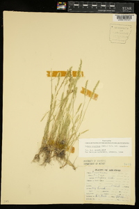 Vulpia octoflora var. octoflora image