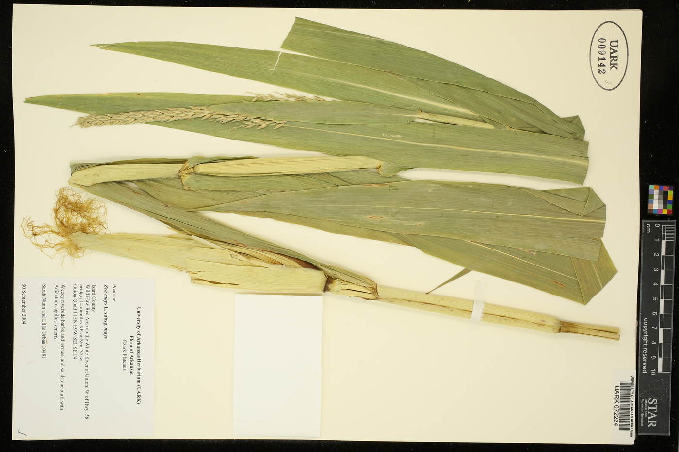 Zea mays subsp. mays image