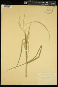 Zizaniopsis miliacea image
