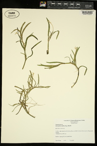 Heteranthera dubia image