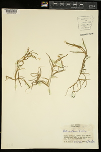 Heteranthera dubia image