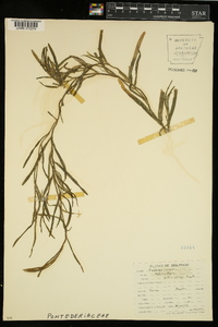 Heteranthera dubia image