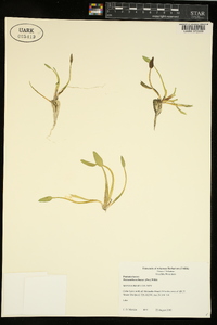 Heteranthera limosa image